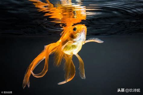 養金魚風水|養對魚數：財運滾滾來